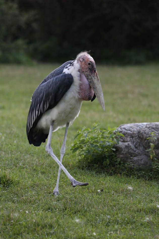 zoo jihlava marabu africky