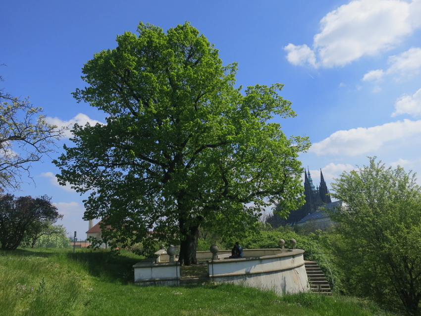 masarykova lipa prazsky hrad PRAZSKE STROMY